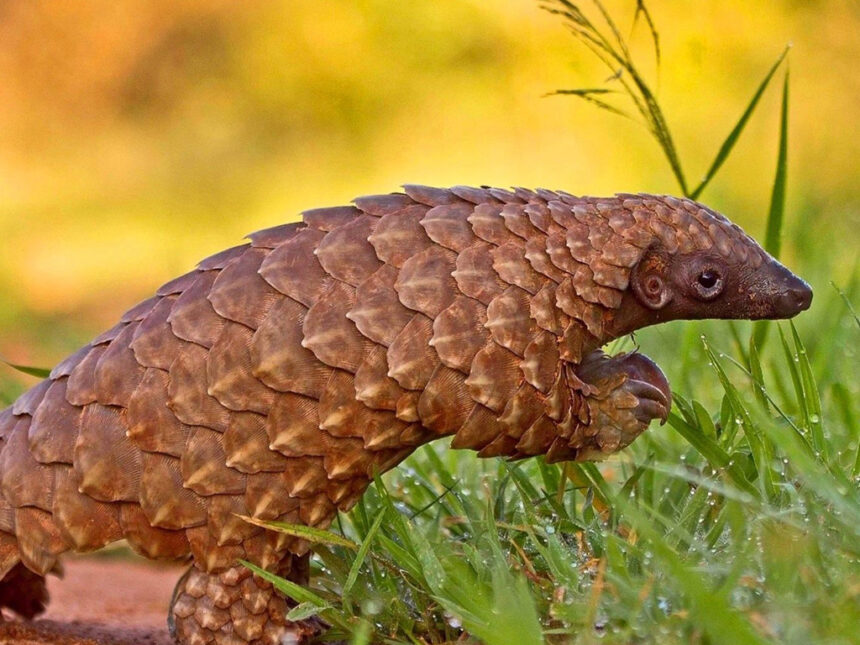 pangolin Yaali miipandeko noshipa shOngaka