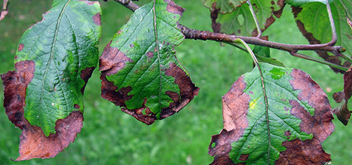 parasetic diseases3 How to control common crop diseases