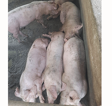 pigs Undercooked pork poses health hazard