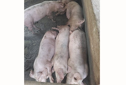 pigs Undercooked pork poses health hazard