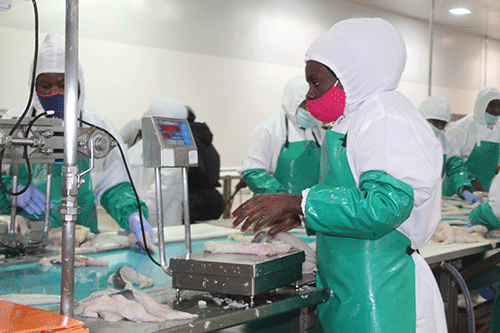 pilchards Pilchard stock may never recover