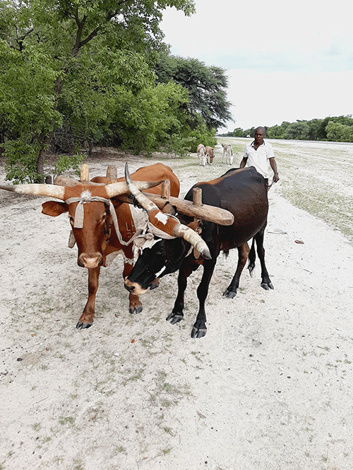 plough Farmers bemoan high cost of ploughing