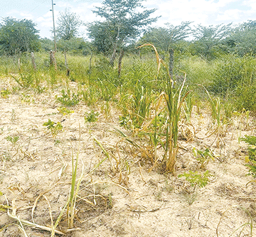 poaching 1 Police fear drought could fuel poaching