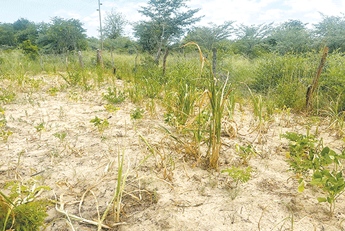 poaching 1 Police fear drought could fuel poaching