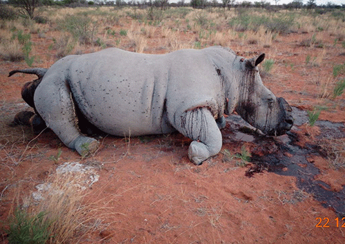 poaching Etosha remains poaching hotspot