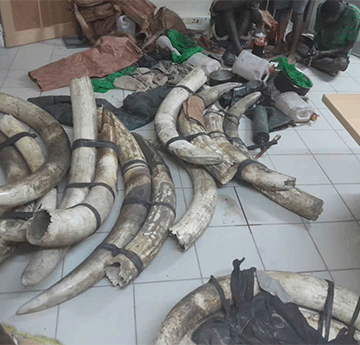 poching Yaali ya mangwa nomayego goondjamba 15