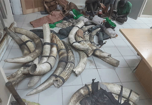 poching Yaali ya mangwa nomayego goondjamba 15