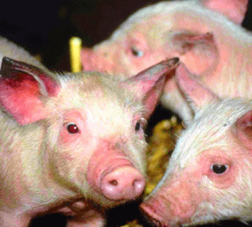 pork restrictions Pork import restrictions to counter viral outbreak
