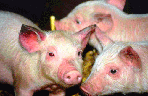 pork restrictions Pork import restrictions to counter viral outbreak