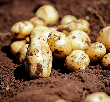 potato farming Hybrid potatoes a game changer in Namibia
