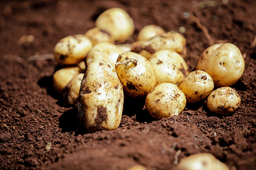 potato farming Hybrid potatoes a game changer in Namibia