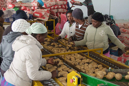 potatoes Agriculture – Local potato and carrot shortages impact prices