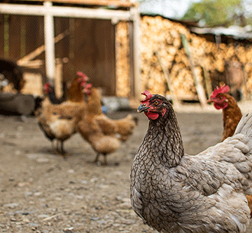poultry Uunafaalama woondjuhwa otawu eta po iilonga