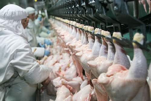 poultry 1 Calls intensify for trade regulatory body