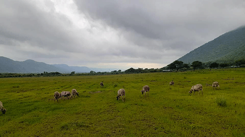 profit Strategic farming under microscope