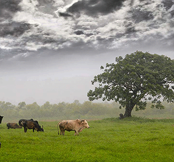 rain cattle Preparing for the rainy season – the basics