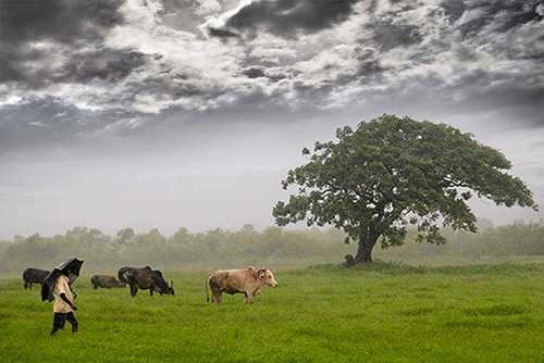 rain cattle Preparing for the rainy season – the basics