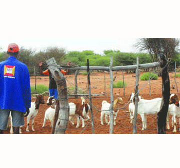 resettlement Resettlement benefits small-scale farmers