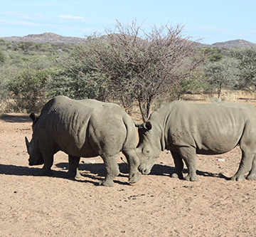 rhino 1 Govt issues rhino export permits