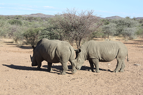 rhino 1 Govt issues rhino export permits