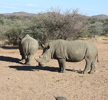 rhinos Namibia agitates for rhino hunting