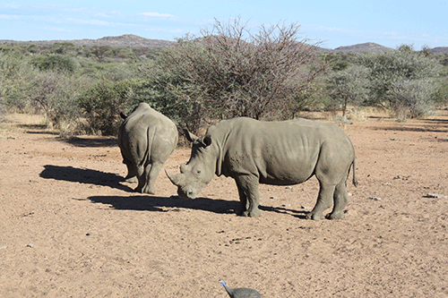 rhinos Namibia agitates for rhino hunting