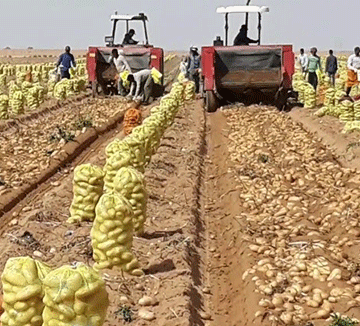 sclettwein Schlettweini ge ǂûn ǂganǀgaub mātares !aroma a sī!nâhe ǁkhāse nî hâǀgarasa ra ǂgan