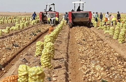 sclettwein Schlettweini ge ǂûn ǂganǀgaub mātares !aroma a sī!nâhe ǁkhāse nî hâǀgarasa ra ǂgan