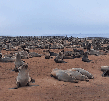 seal culling 1 Namibia puts 86 000 seals up for culling
