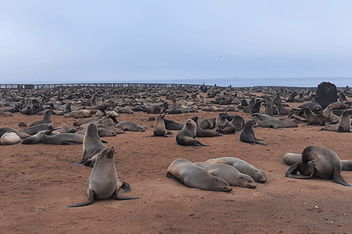 seal culling 1 Namibia puts 86 000 seals up for culling
