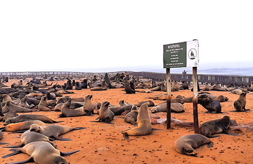 seals eve Seal meat mooted for Namibians