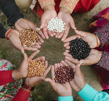seed bank Kavango West takes lead with community seed bank