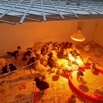 selma 2 Poultry farmer reaps reward