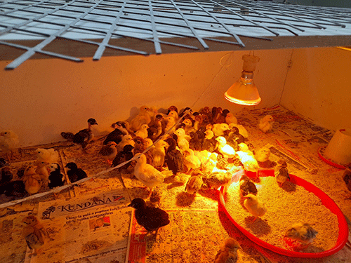 selma 2 Poultry farmer reaps reward