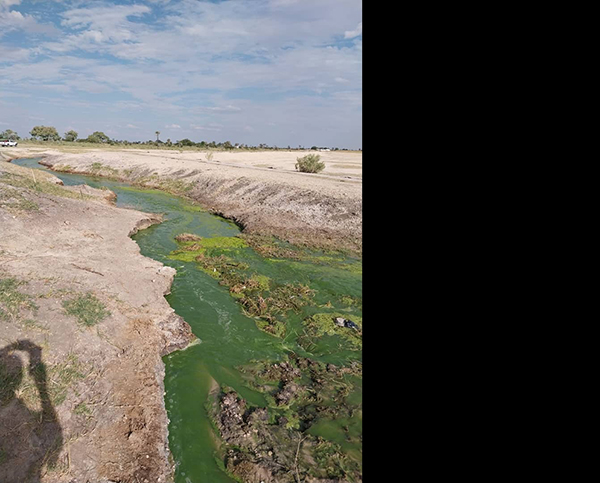 sewage 1 Sewage fish cause vandalism at Ondangwa
