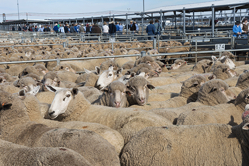 sheep Sheep sector records growth …as local abattoirs improve intake