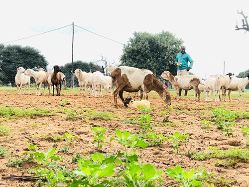 sheep grazing Experimental farming with the Veldmaster …Hoveka cementing his place in farming circles