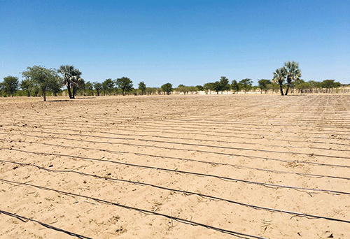 skydrip 2 Agri graduate taps into niche market