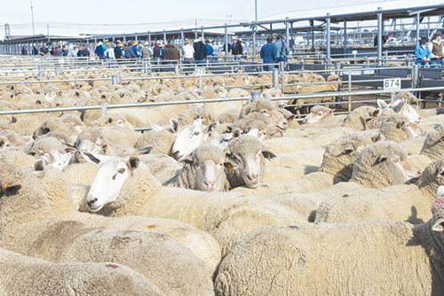 small livestock NCA livestock improvement initiative launched