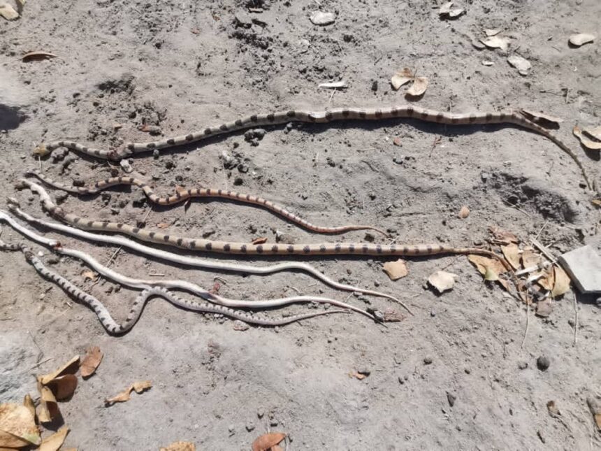 snakes Snakes torment northern teachers