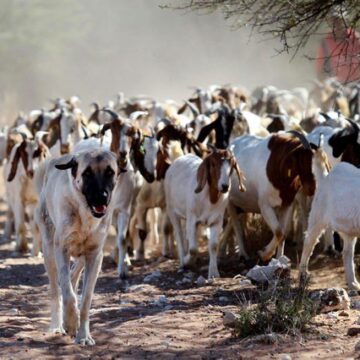 stck theft Ya mangwa molwuulunga wiimuna