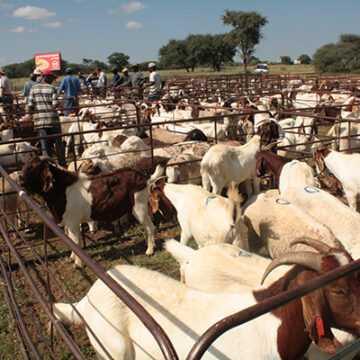 stock 2 More cattle marketed during October