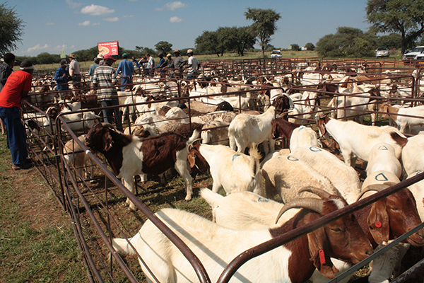 stock 2 More cattle marketed during October
