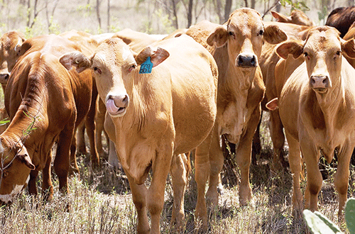 stock theft 2 Farmers demand return of stolen cattle