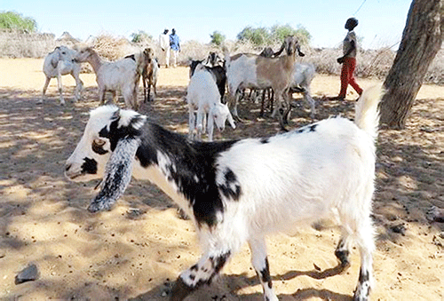 stock theft Uulunga wiimuna onkene tau tsikile kOmusati