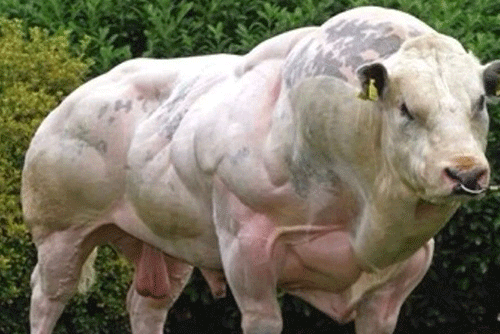 strange breeds2 Strange Breed