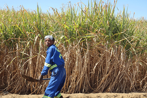sugarcane 2 Namibia to tap into sugar plantation