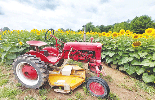 sunflower oil Namibia seeks to explore vegetable oil production