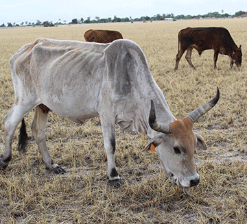 Aaniimuna monooli taya lili ongala