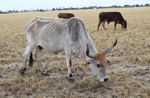 thirst Aaniimuna monooli taya lili ongala